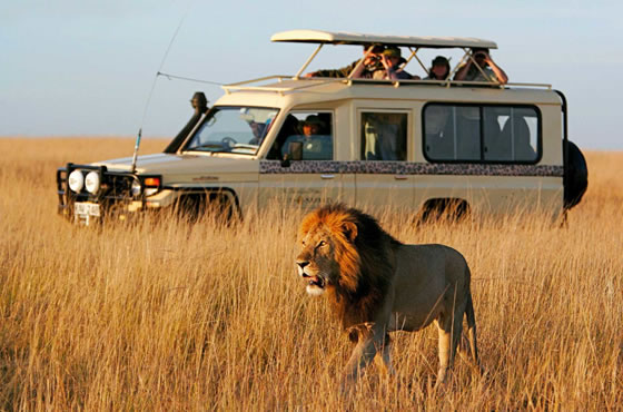 3 days, 2 nights Masai Mara Safari from Nairobi